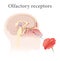 Human Olfactory Receptors and Pathway
