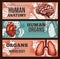 Human organ anatomy sketch banner with body parts