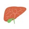 Human organ liver and gallbladder flat design icon, vector illustration