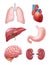 Human organs. Anatomical medical illustrations stomach heart kidney brain vector illustrations