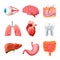 Human Organs Anatomy Realistic Set