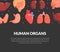 Human Organs Banner, Medical Science Innovation, Bioengineering Technologies for Creating Viable Organs for