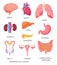 Human organs. Cartoon brain, pancreas and intestine. Male and female reproductive system. Internal organ for anatomy