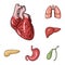 Human organs cartoon icons in set collection for design. Anatomy and internal organs vector symbol stock web