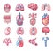 Human organs cartoon vector set. Lung kidneys brain heart intestine trachea vessels body anatomical elements