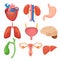 Human organs. Heart kidneys lungs liver stomach anathomy cartoon vector pictures collection