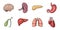 Human organs icons in set collection for design. Anatomy and internal organs vector symbol stock web illustration.