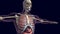 Human organs and skeleton 3D render