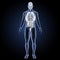 Human organs with skeleton anterior view