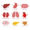 Human organs vector cartoon characters illustration in flat design. Cute smiling healthy organs icon set isolated on