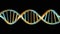 Human Origen DNA Genetic Molecular Structure