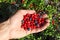 Human palm full of berries, cowberry and blueberries