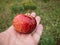 Human palm taking beautiful red organic apple with yellow viens