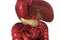 Human pancreas anatomy