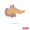 Human pancreas color flat icon