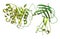 Human pancreatic lipase (HPL) enzyme, in complex with colipase. Performs first steps in the digestion of triglycerides (fat, oil)