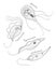 Human parasites. Black and white hand drawn illustration