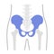 Human pelvis anatomy.