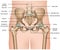 Human pelvis anatomy 3d medical  illustration on white background