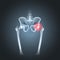 Human pelvis hip pain