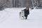 Human and Pet Relationships Concepts. Portrait of Lovely Caucasian Brunette Woman Along With Her Husky Dog