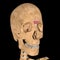 Human procerus muscle on skeleton