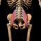 Human psoas major muscles on skeleton