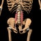 Human psoas minor muscles on skeleton