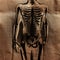 Human radiography scan with bones painted