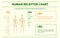 Human receptorchart horizontal infographic