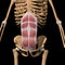 Human rectus abdominis muscles on skeleton