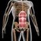 Human rectus abdominis muscles on xray body