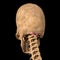Human rectus capiti posterior major muscles on skeleton