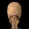 Human rectus capitis posterior minor muscles on skeleton