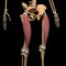 Human rectus femuris muscles on skeleton