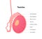 Human reproductive system anatomy inforgaphic chart. Vector flat healthcare illustration. Male testicles with text diagram. Side