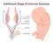 Human reproductive system development. Embryonic growth, indifferent