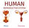 Human Reproductive System Male and Female Genitals