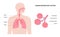 human respiratory system