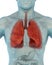 Human Respiratory System