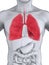 Human Respiratory System