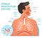 Human Respiratory System anatomical vector illustration, medical education cross section diagram with lungs and alveoli.