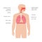 Human respiratory system anatomy