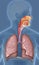 Human respiratory system illustration