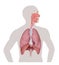 Human Respiratory System. Lung and diaphragm