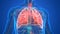 Human Respiratory System Lungs Anatomy 