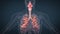 Human respiratory system lungs anatomy
