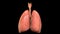 Human Respiratory System Lungs Anatomy Animation Concept