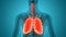 Human Respiratory System Lungs Anatomy Animation Concept