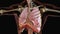 Human Respiratory System Lungs Anatomy Animation Concept. visible lung, pulmonary ventilation,